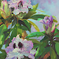 Rhododendrons