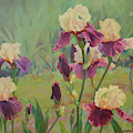 Irises