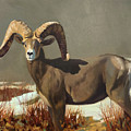 Desert Bighorn